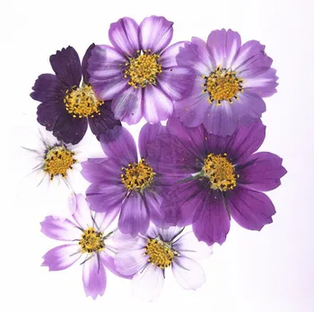 100-as 4-7cm Szárított, Préselt Lila Kozmosz Bipinnata Cav. Virág A Képeslapot Ékszerek Könyvjelző Kézműves DIY Virágok Tartozékok