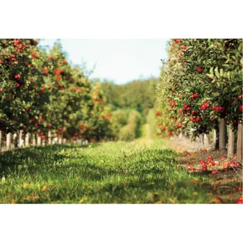 Gyönyörű Almafa Orchard Hátteret Ünnep Fotózás Háttér Ünnep Fotó Stúdió Dekor